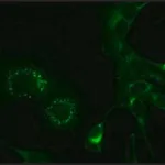Merck Monoclonal Anti-Hepatitis Virus (Strain A59) Nonstructural Protein 9 (nsp9) antibody produced in mouse