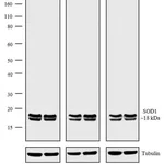 Thermo Fisher Scientific Rabbit anti-Mouse IgG (H+L) Secondary Antibody, Biotin