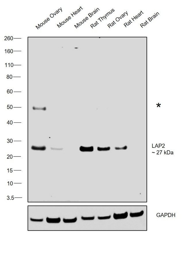 Thermo Fisher Scientific Rabbit anti-Syrian Hamster IgG (H+L) Secondary Antibody, HRP