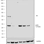 Thermo Fisher Scientific Rabbit anti-Syrian Hamster IgG (H+L) Secondary Antibody, HRP