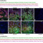 Thermo Fisher Scientific Goat anti-Human IgG (H+L) Cross-Adsorbed Secondary Antibody, Alexa Fluor 555