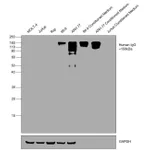 Thermo Fisher Scientific Goat anti-Human IgG Fc Cross-Adsorbed Secondary Antibody, HRP