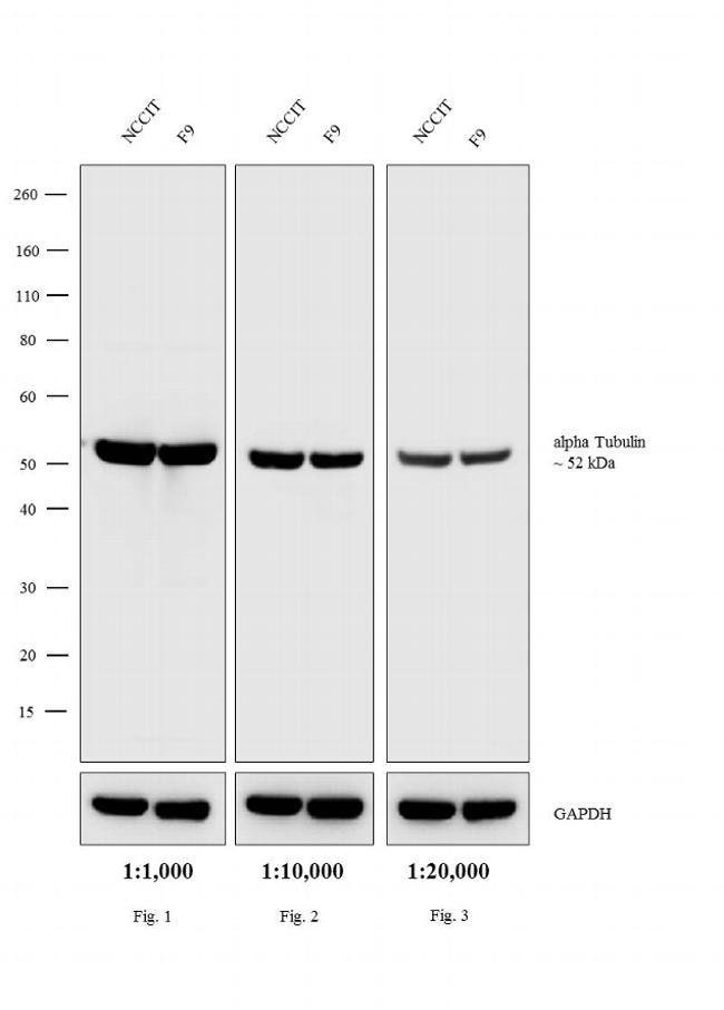 Thermo Fisher Scientific Rabbit anti-Rat IgG (H+L) Secondary Antibody, AP