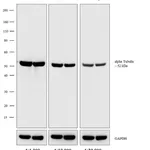 Thermo Fisher Scientific Rabbit anti-Rat IgG (H+L) Secondary Antibody, AP