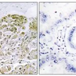 Merck ANTI-TFEB ANTIBODY PRODUCED IN RABBIT