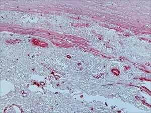 Merck GOAT ANTI-MOUSE IGG (FC SPECIFIC)
