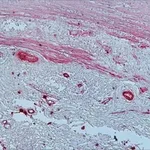 Merck GOAT ANTI-MOUSE IGG (FC SPECIFIC)