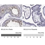 Merck Anti-BCL2L14 antibody produced in rabbit
