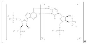 Merck POLYCYTIDYLIC-INOSINIC ACID POTASSIUM