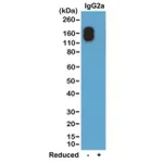 Thermo Fisher Scientific Rabbit anti-Mouse IgG2a (Kappa light chain) Recombinant Secondary Antibody