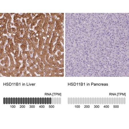 Merck Anti-HSD11B1 antibody produced in rabbit