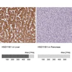 Merck Anti-HSD11B1 antibody produced in rabbit