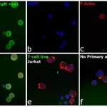 Thermo Fisher Scientific F(ab`)2-Goat anti-Human IgM (Heavy chain) Cross-Adsorbed Secondary Antibody