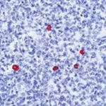 Thermo Fisher Scientific Rabbit anti-Human IgD (Heavy chain) Secondary Antibody