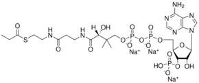 Merck 03:0 COENZYME A