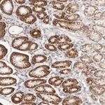 Merck Anti-GNA13 antibody produced in rabbit