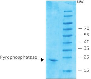 Merck INORGANIC PYROPHOSPHATASE FROM E.COLI, R