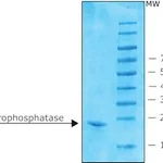 Merck INORGANIC PYROPHOSPHATASE FROM E.COLI, R