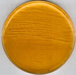 Merck Brain Heart Infusion AgarNutriSelect Pl&