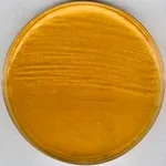 Merck Brain Heart Infusion AgarNutriSelect Pl&