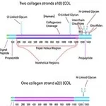 Merck COLLAGEN TYPE I, ACID SOLUBLE FROM HUMAN