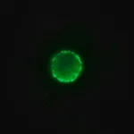 Merck ANTI-PIG IGG (WHOLE MOLECULE) FITC