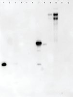 Merck LECTIN FROM ARACHIS HYPOGAEA PEROXIDASE