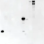 Merck LECTIN FROM ARACHIS HYPOGAEA PEROXIDASE