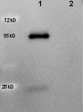Merck Anti-Goat IgG (H+L), highly cross adsorbed-Peroxidase antibody produced in rabbit