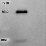 Merck Anti-Goat IgG (H+L), highly cross adsorbed-Peroxidase antibody produced in rabbit