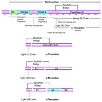 Merck THROMBIN FROM HUMAN PLASMA