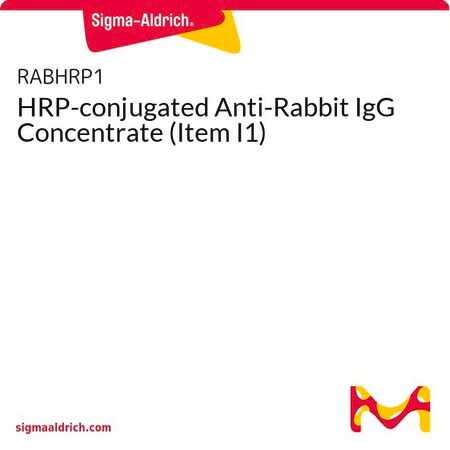 Merck HRP-conjugated Anti-Rabbit IgG Concentrate (Item I1)