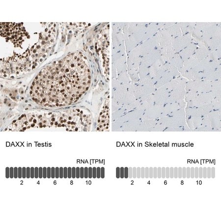 Merck Anti-DAXX antibody produced in rabbit