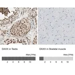 Merck Anti-DAXX antibody produced in rabbit