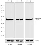 Thermo Fisher Scientific F(ab`)2-Goat anti-Rat IgG (H+L) Cross-Adsorbed Secondary Antibody, HRP