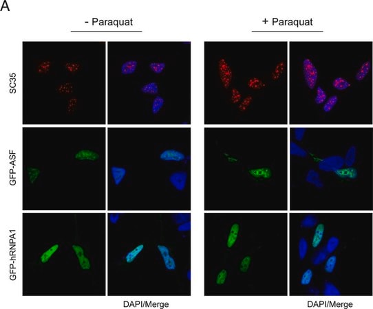 Merck Monoclonal Anti-Splicing Factor SC-35 antibody produced in mouse