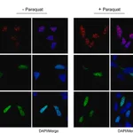 Merck Monoclonal Anti-Splicing Factor SC-35 antibody produced in mouse
