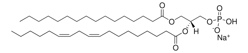Merck 16:0-18:2 PA