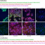 Thermo Fisher Scientific Goat anti-Human IgG Fc Secondary Antibody, FITC