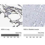 Merck Anti-MSN antibody produced in rabbit