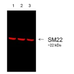 Thermo Fisher Scientific Rabbit anti-Goat IgG (Heavy Chain) Superclonal Secondary Antibody, Alexa Fluor 680