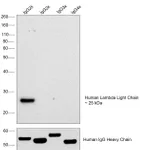 Thermo Fisher Scientific Rabbit anti-Human Lambda Light Chain Recombinant Secondary Antibody