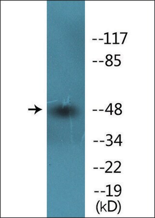 Merck Anti-phospho-Smad3 (pSer425) antibody produced in rabbit