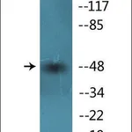 Merck Anti-phospho-Smad3 (pSer425) antibody produced in rabbit