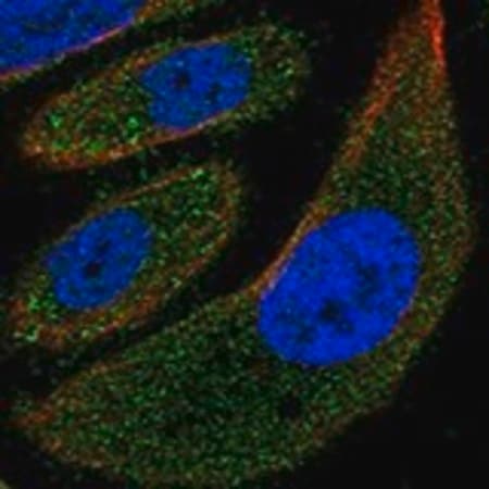 Merck Anti-MYH15 antibody produced in rabbit