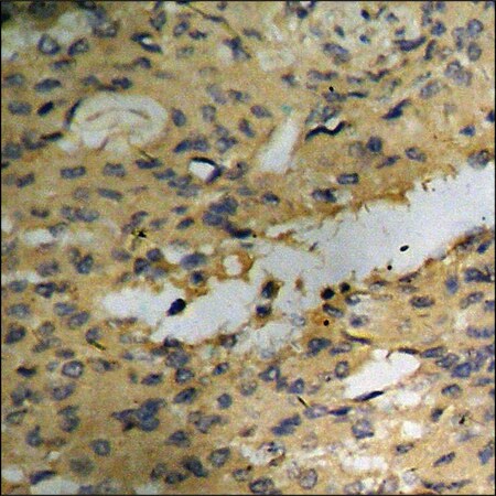 Merck Anti-phospho-Akt (pSer129) antibody produced in rabbit