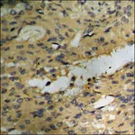 Merck Anti-phospho-Akt (pSer129) antibody produced in rabbit