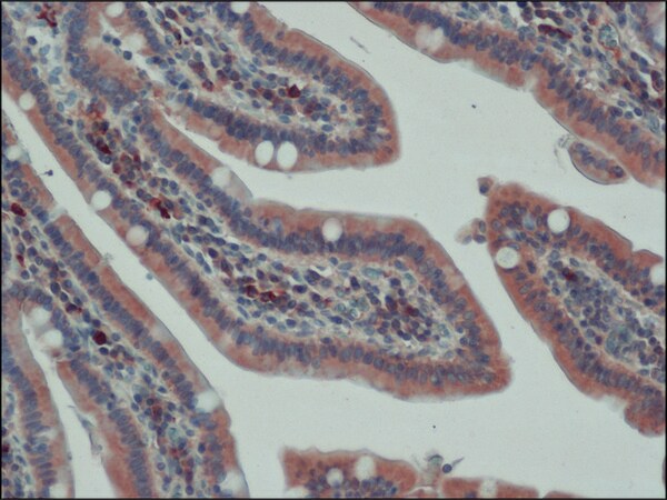 Merck Anti-APC (C-terminal) antibody produced in rabbit