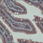 Merck Anti-APC (C-terminal) antibody produced in rabbit