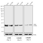 Thermo Fisher Scientific Goat anti-Mouse IgG Fc Secondary Antibody, AP